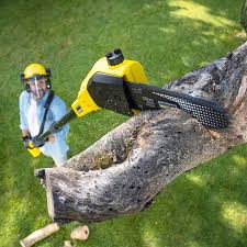 Reliable East Lansdowne, PA Tree Care Services Solutions