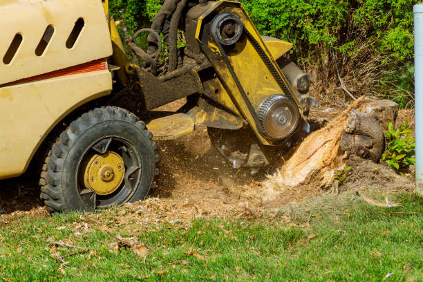 Leaf Removal in East Lansdowne, PA