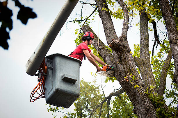 How Our Tree Care Process Works  in  East Lansdowne, PA