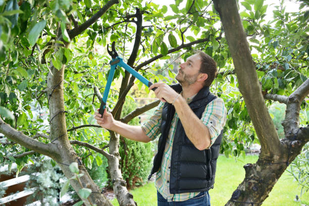 Best Fruit Tree Pruning  in East Lansdowne, PA